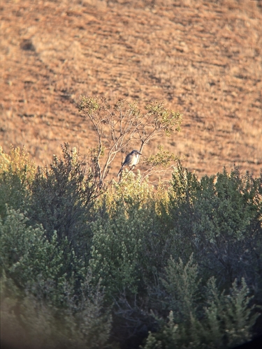 iNaturalist observation photo of California Scrub-Jay