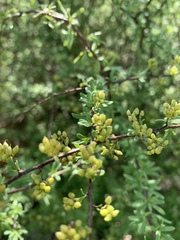 Antherothamnus pearsonii