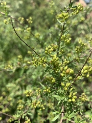 Antherothamnus pearsonii