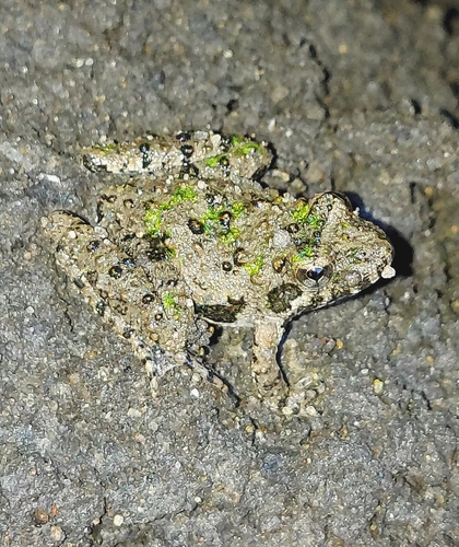 Blanchard's Cricket Frog photographed in Missouri