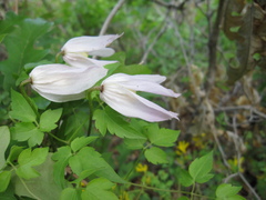 Clematis occidentalis