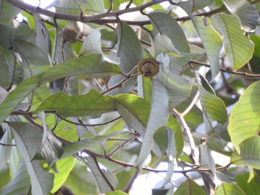 Lithocarpus hystrix (Lithocarpus hystrix)