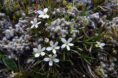 Stylidium subulatum