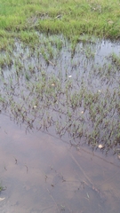 Lithobates sphenocephalus