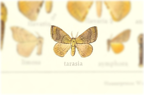 Anticla tarasia