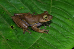 Bokermannohyla hylax