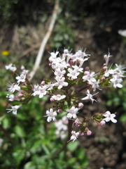 Valeriana arizonica