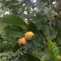 Posoqueria latifolia