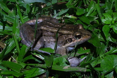 Leptodactylus paranaru