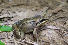 Leptodactylus notoaktites
