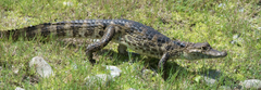 Caiman crocodilus chiapasius