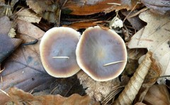 Rhodocollybia badiialba