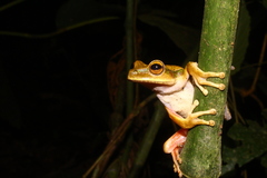 Boana bischoffi
