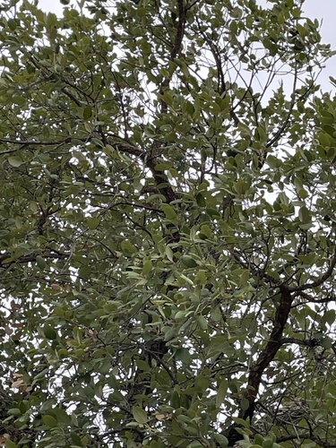 Avistamiento Alcornoque (Sierra Aroche)