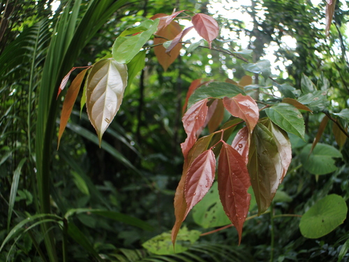 Flacourtia rukam observed 2025-07-03