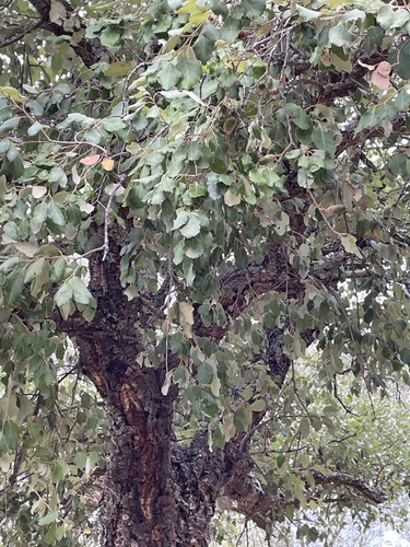 Avistamiento Alcornoque (Sierra Aroche)
