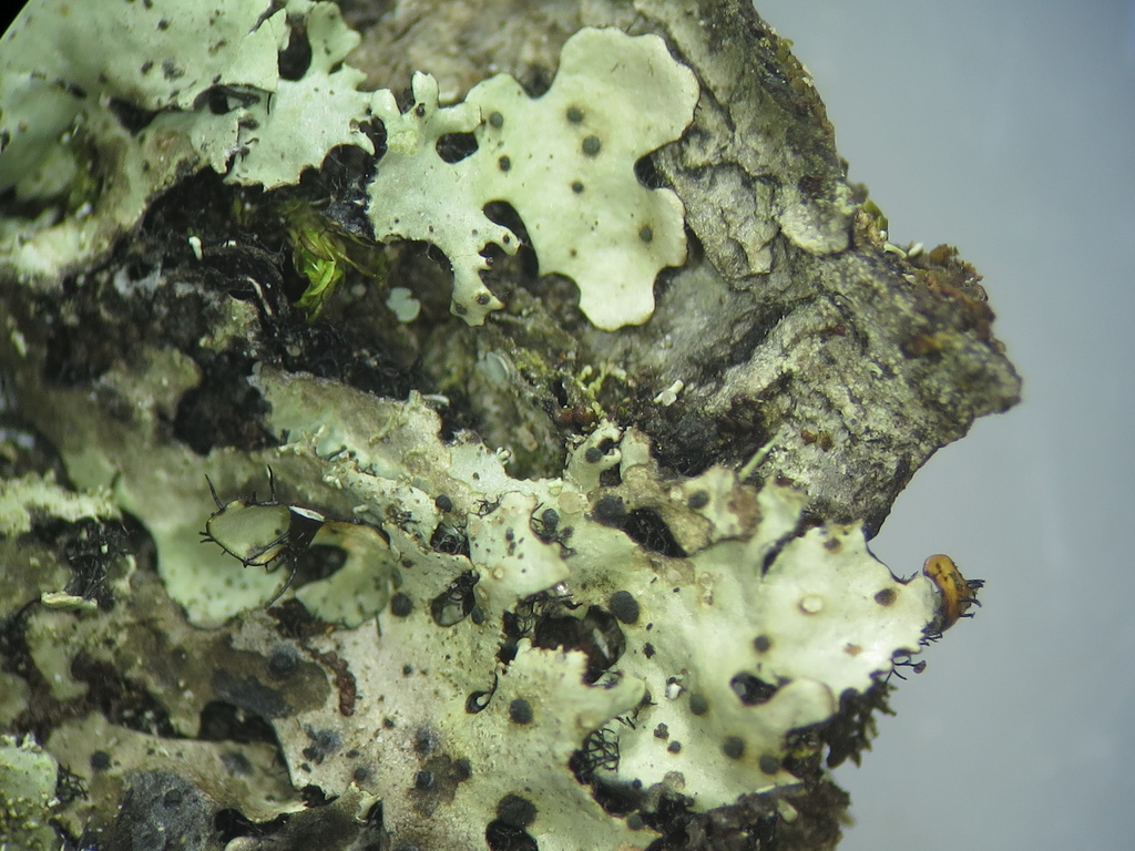 Abrothallus hypotrachynae