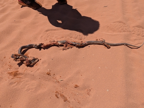 Western Brown Snake sighting