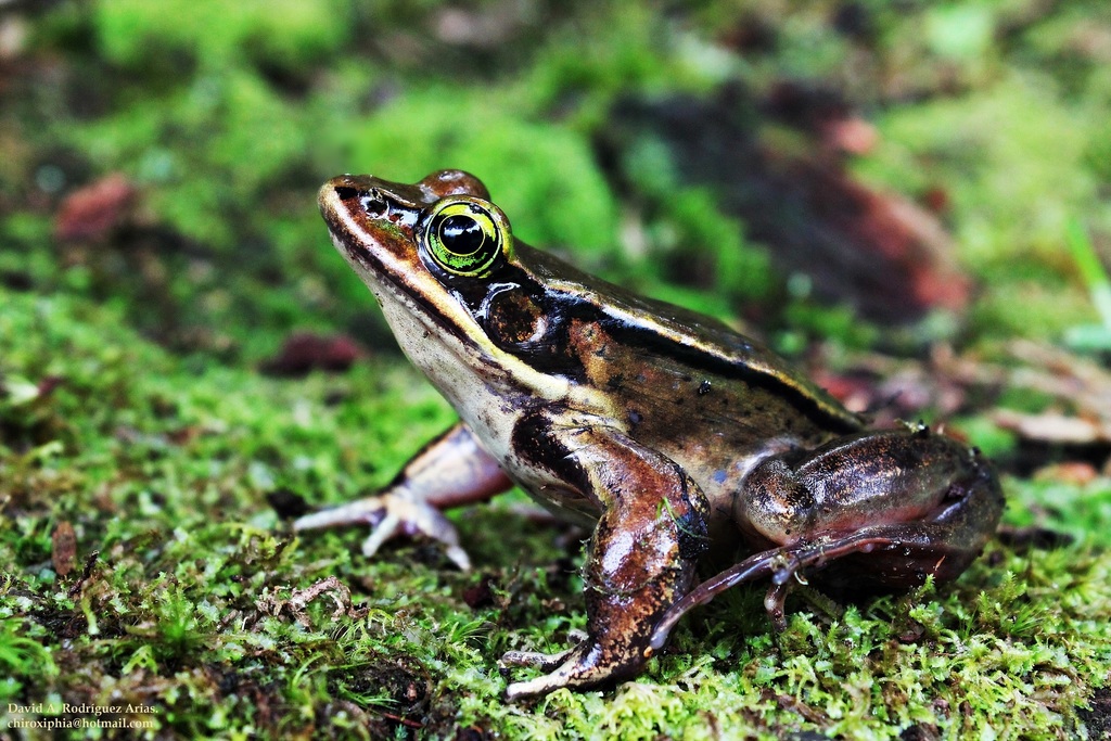 Green-Eyed Frog