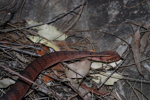 Southern Death Adder sighting