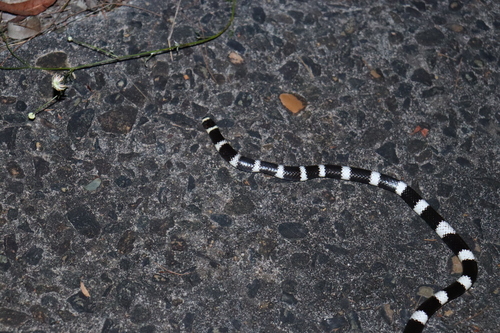 Eastern Bandy Bandy sighting