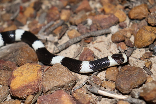 Eastern Bandy Bandy sighting