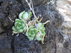 Sedum glabrum