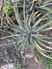 Hechtia podantha