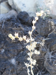 Sedum glabrum