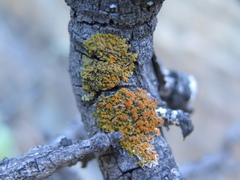 Xanthomendoza concinna