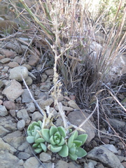Sedum glabrum