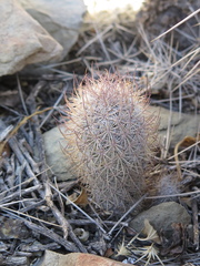 Mammillaria pottsii
