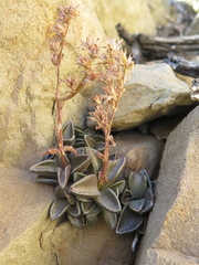 Lenophyllum