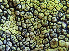 Stigmidium epixanthum