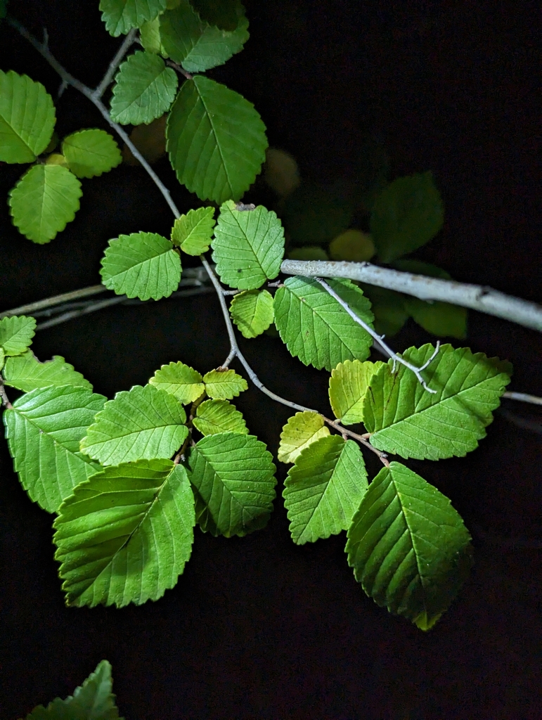 Ulmus