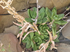 Sedum glabrum