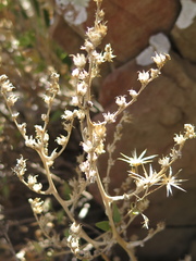 Sedum glabrum