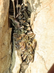 Lenophyllum guttatum
