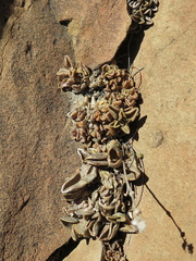 Lenophyllum guttatum