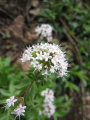 Valeriana arizonica