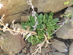 Sedum glabrum