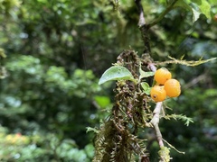 Psychotria parvifolia