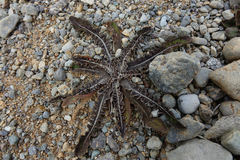 Sonchus novae-zelandiae