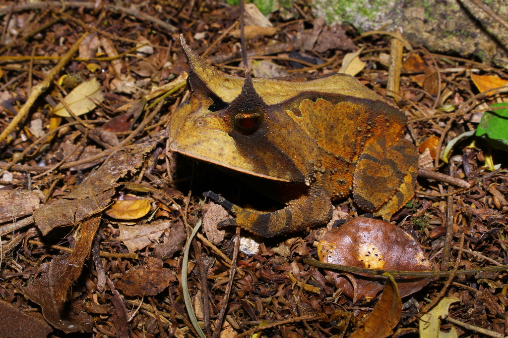 Linhares Smooth Horned Frog