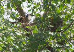 Campylorhynchus chiapensis