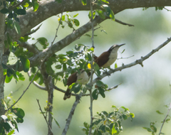 Campylorhynchus chiapensis