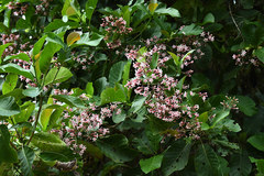 Macrocnemum roseum