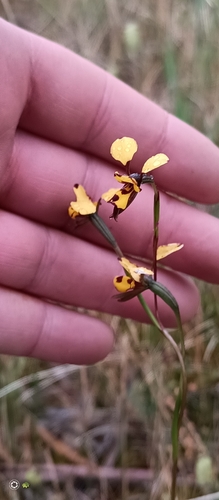banded bee orchid (Diuris laxiflora)