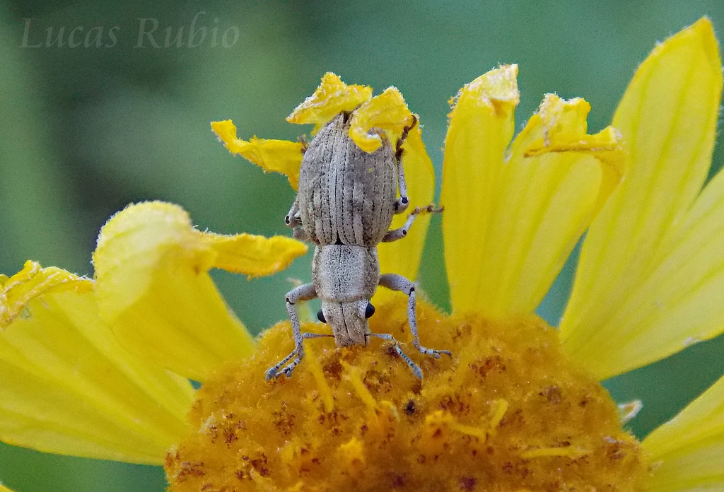 Pantomorus humilis