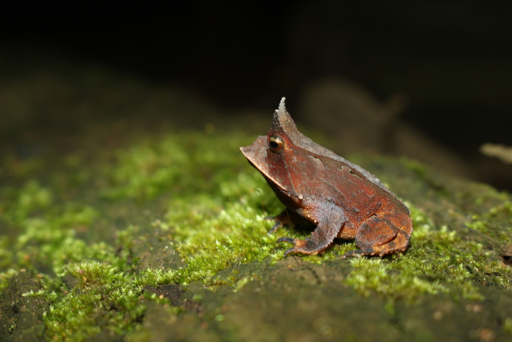 Pavioti's Smooth Horned Frog
